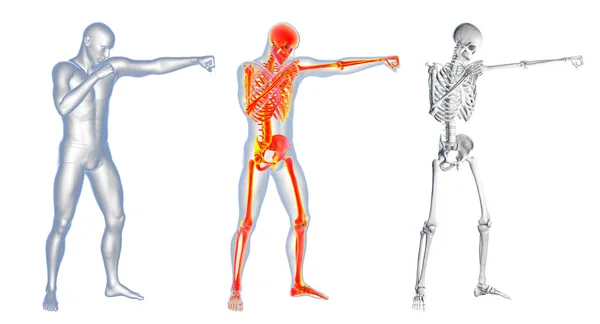 Анатомия Бокса Иллюстрация Мужское Тело Человека Боксёрской Позиции Высоким Скелетом — стоковое фото