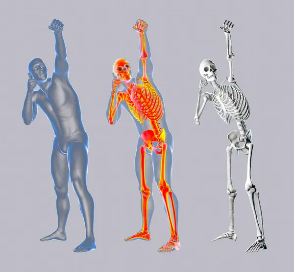 Anatomía Del Deporte Boxeo Ilustración Cuerpo Masculino Humano Posición Boxeo —  Fotos de Stock