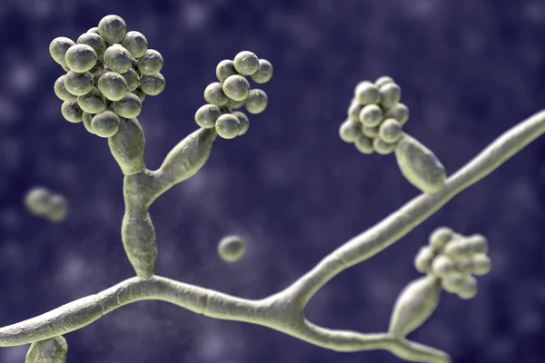 Champignons Moisissures Madurella Illustration Champignon Microscopique Responsable Mycétome Grains Noirs — Photo