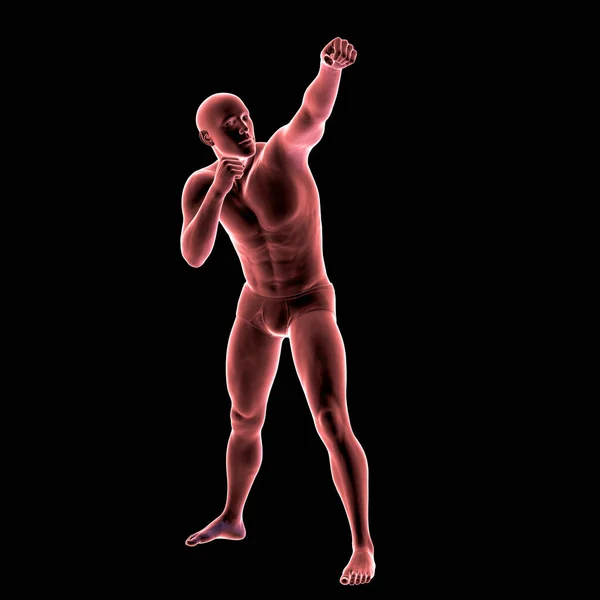 Boksz Sport Anatómiája Illusztráció Emberi Férfi Test Boxoló Pozícióban — Stock Fotó