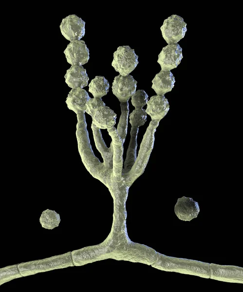 Grzyby Mikroskopowe Scopulariopsis Brevicaulis Ilustracja Grzyb Który Infekuje Paznokcie Powoduje — Zdjęcie stockowe