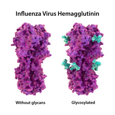 Grip virüsü hemagglutinin moleküler modeli, glicanlar olsun ya da olmasın, grip enfeksiyonuna bağışıklık solunumunu modüle eder.