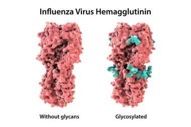 Grip virüsü hemagglutinin moleküler modeli, glicanlar olsun ya da olmasın, grip enfeksiyonuna bağışıklık solunumunu modüle eder.