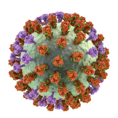 Grip virüsü, yüzey glycoprotein artışlarını gösteren 3 boyutlu illüstrasyon hemagglutinin (mor) ve nöroaminidaz (turuncu). Hemagglutinininlerin gribe karşı bağışıklık sistemini düzenleyen glikanları (yeşil) vardır.