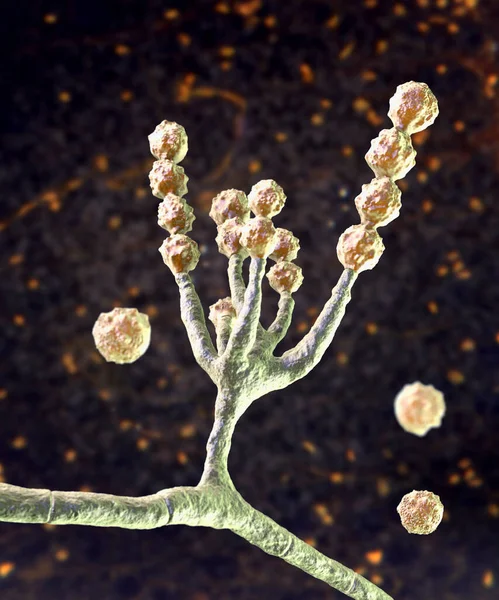 Mikroskopiska Svampar Scopulariopsis Brevicaulis Illustration Svamp Som Infekterar Naglar Orsakar — Stockfoto