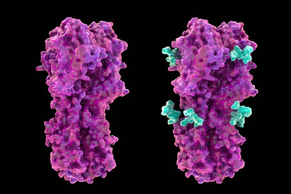 Grip Virüsü Hemagglutinin Moleküler Modeli Glicanlar Olsun Olmasın Grip Enfeksiyonuna — Stok fotoğraf