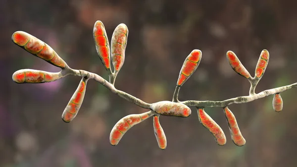 Microscopic Fungi Epidermophyton Floccosum Scientific Illustration Filamentous Fungus Causes Skin — Stock Photo, Image