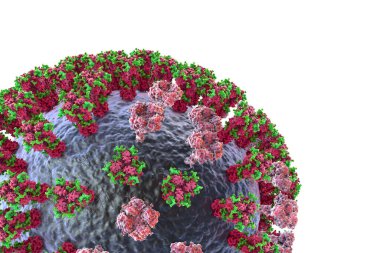 Grip virüsü H3N2, yüzey glikoprotein artışlarını gösteren 3 boyutlu illüstrasyon hemagglutinin ve nöroaminidaz. Hemagglutinininlerin gribe karşı bağışıklık sistemini düzenleyen glikanları (yeşil) vardır.