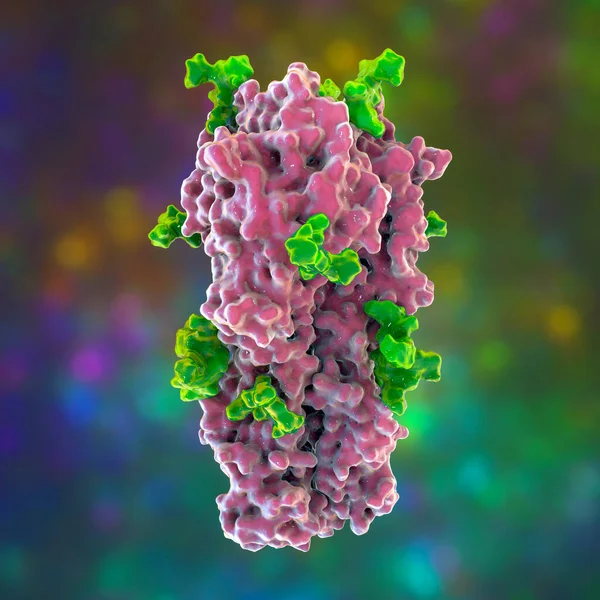 Молекулярна Модель Вірусу Грипу H3N2 Hongkong 1968 Гемаглютинін Гліканами Зелений — стокове фото