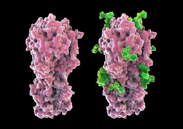 Molecular Model Influenza Virus Hemagglutinin Glycans Modulate Immune Responce Flu — Stock Photo, Image
