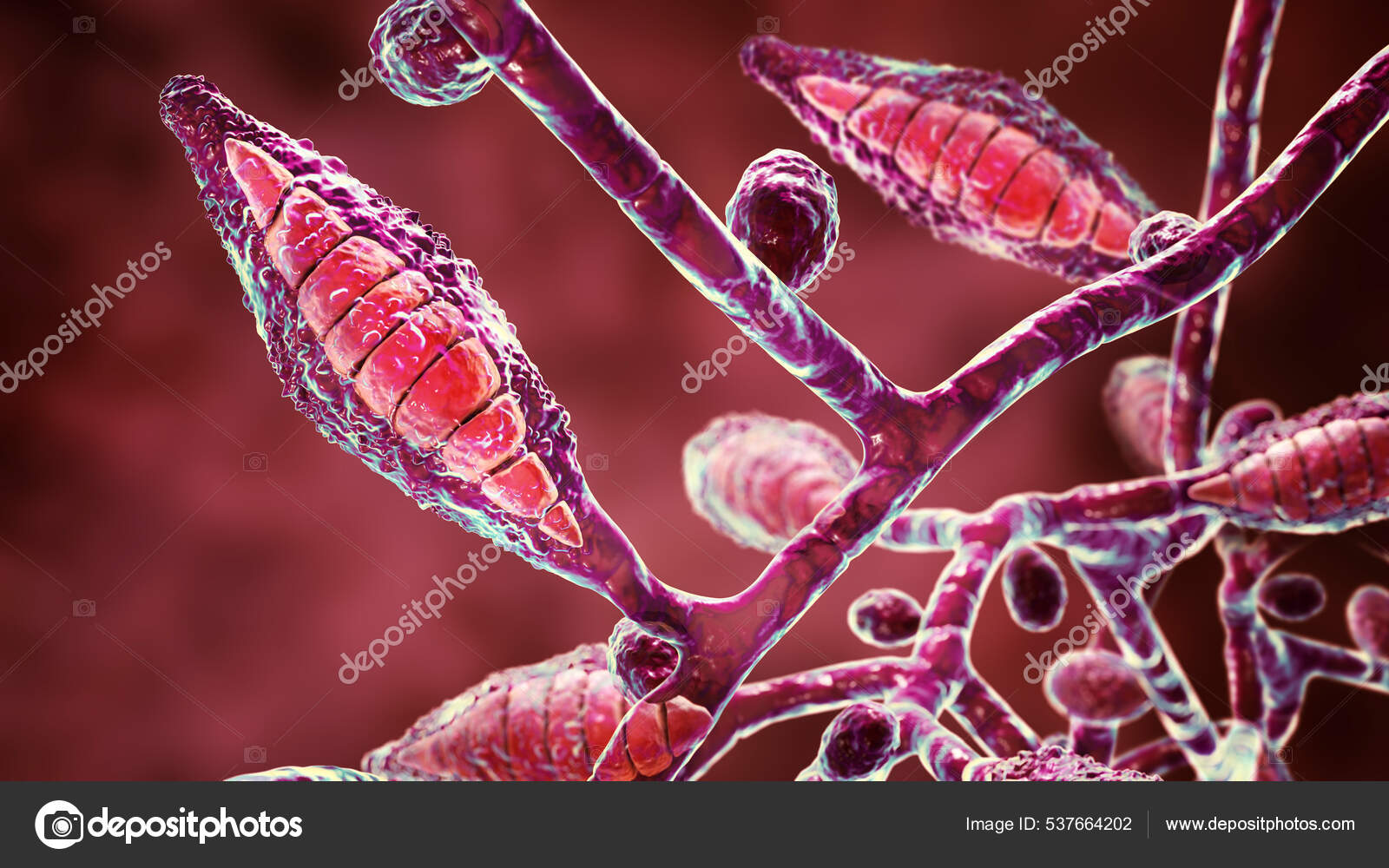 zoofil Mikroskopiske Svampe Microsporum Canis Illustration Zoofil Dermatofyt Svamp  Forårsager Infektioner — Stockfoto © katerynakon #537664202