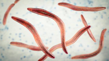 Fusobacterium, 3 boyutlu resimleme. Ağız bakterisi periodontal hastalıklara, periodontal veba oluşumuna boğaz ağrısına ve Lemmieres sendromuna neden olur. Erken doğum ve kolon kanseriyle de ilişkilidir.