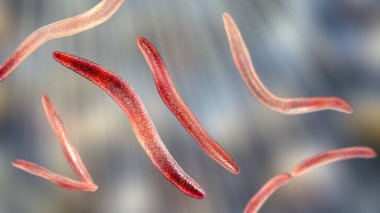 Fusobacterium, 3 boyutlu resimleme. Ağız bakterisi periodontal hastalıklara, periodontal veba oluşumuna boğaz ağrısına ve Lemmieres sendromuna neden olur. Erken doğum ve kolon kanseriyle de ilişkilidir.
