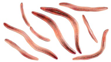 Fusobacterium, 3 boyutlu resimleme. Ağız bakterisi periodontal hastalıklara, periodontal veba oluşumuna boğaz ağrısına ve Lemmieres sendromuna neden olur. Erken doğum ve kolon kanseriyle de ilişkilidir.