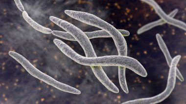 Fusobacterium, 3 boyutlu resimleme. Ağız bakterisi periodontal hastalıklara, periodontal veba oluşumuna boğaz ağrısına ve Lemmieres sendromuna neden olur. Erken doğum ve kolon kanseriyle de ilişkilidir.