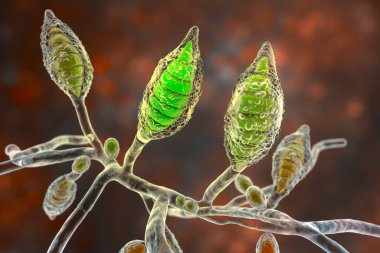 Mikroskobik mantar Microsporum Canis, 3 boyutlu illüstrasyon. Zoophilic dermatophyte fungus, enfeksiyon kapmış kedi ve köpeklerden alınan kafa derisi (tinea capitis), vücut derisi (tinea corporis) enfeksiyonlarına neden olur.