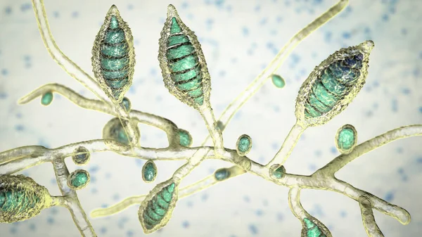 Μικροσκοπικοί Μύκητες Microsporum Canis Εικονογράφηση Ζωόφιλος Δερματοφύλλης Μύκητας Προκαλεί Λοιμώξεις — Φωτογραφία Αρχείου