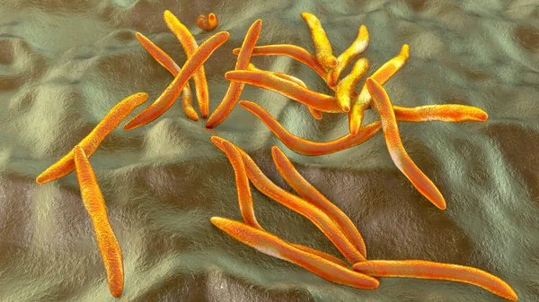 Fusobacterium 박테리아 의형성 인후염 에레스 증후군을 일으킨다 이것은 결장암 있습니다 — 스톡 사진