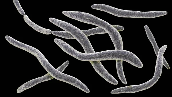Фузобактерія Ілюстрація Оральна Бактерія Викликає Пародонтозні Захворювання Утворення Пародонтозу Біль — стокове фото
