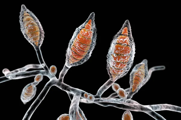 Hongos Microscópicos Microsporum Canis Ilustración Hongos Dermatofitos Zoofílicos Causa Infecciones — Foto de Stock