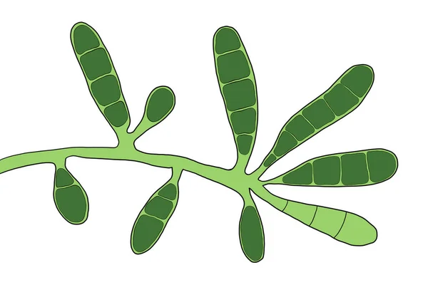 Мікроскопічні Гриби Epidermophyton Floccosum Наукова Ілюстрація Філаментозний Гриб Викликає Шкірні — стокове фото