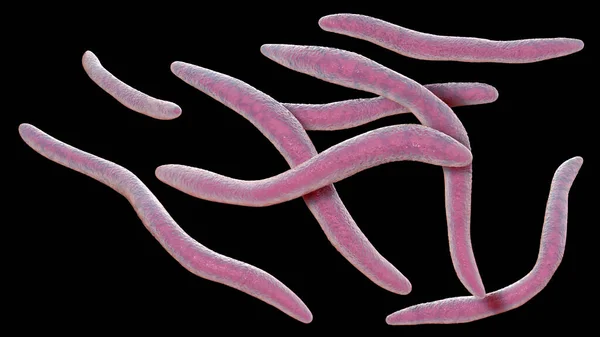 Fusobacterium Illustratie Een Orale Bacterie Veroorzaakt Parodontale Ziekten Parodontale Plaag — Stockfoto