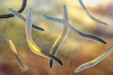 Fusobacterium, 3 boyutlu resimleme. Ağız bakterisi periodontal hastalıklara, periodontal veba oluşumuna boğaz ağrısına ve Lemmieres sendromuna neden olur. Erken doğum ve kolon kanseriyle de ilişkilidir.