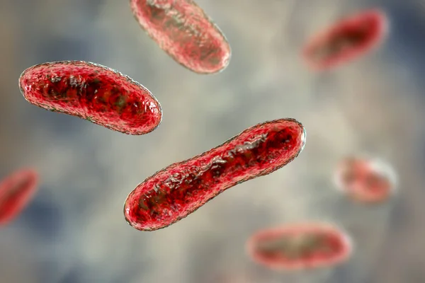 Bacteria Coxiella Burnetii Иллюстрация Грам Отрицательные Бактерии Вызывающие Лихорадку Передаются — стоковое фото