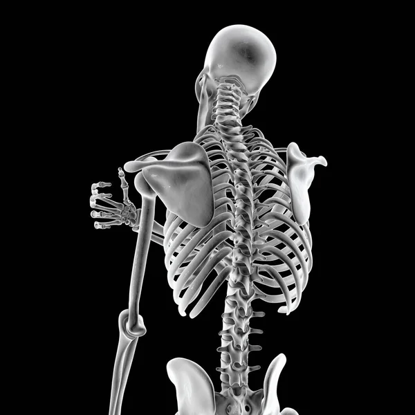 肩の痛みを持つ人間の骨格 3Dイラスト — ストック写真