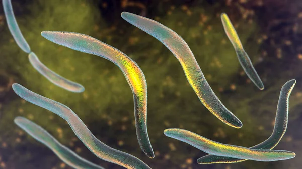 Fusobacterium Иллюстрация Бактерии Ротовой Полости Вызывает Пародонтологические Заболевания Образование Пародонта — стоковое фото