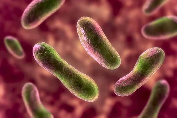Bacterias Coxiella Burnetii Ilustración Las Bacterias Gramnegativas Que Causan Fiebre — Foto de Stock