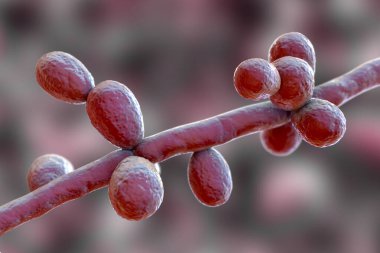 Candida tropicalis maya, mikroskobik mantarlar bağışıklık sistemi çökmüş hastalarda enfeksiyona neden olur. Psödohyphae ve blastoconidia 'nın tek başına ya da küçük gruplar halinde oluştuğunu gösteren bilimsel 3 boyutlu illüstrasyon