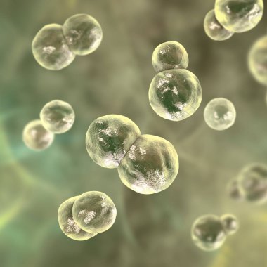 Blastomyces dermatidis mantarı, hastalığın nedensel faktörü blastomikozis akciğerleri etkileyen, deri, kemik, diğer organlar, üç boyutlu resimleme. Maya formu.