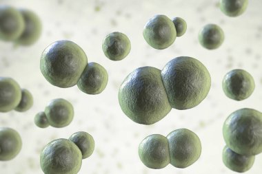 Blastomyces dermatidis mantarı, hastalığın nedensel faktörü blastomikozis akciğerleri etkileyen, deri, kemik, diğer organlar, üç boyutlu resimleme. Maya formu.