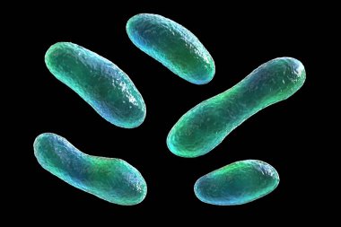 Bakteri Coxiella burnetii, 3 boyutlu illüstrasyon. Q ateşine neden olan gram-negatif bakteriler, insanlara koyun, keçi ve sığırlardan bulaşıyor.