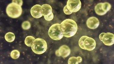 Blastomyces dermatidis mantarı, hastalığın nedensel faktörü blastomikozis akciğerleri etkileyen, deri, kemik, diğer organlar, üç boyutlu resimleme. Maya formu.