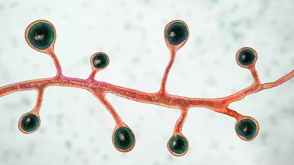 Blastomyces Dermatitidis Champignons Agent Causal Maladie Blastomycose Affectant Les Poumons — Photo