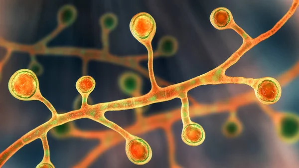 Blastomyces Dermatitidis Fungi Возбудитель Заболевания Бластомикоз Поражающий Легкие Реже Кожа — стоковое фото