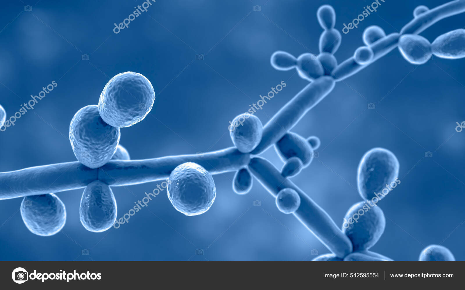 Candida tropicalis outlet