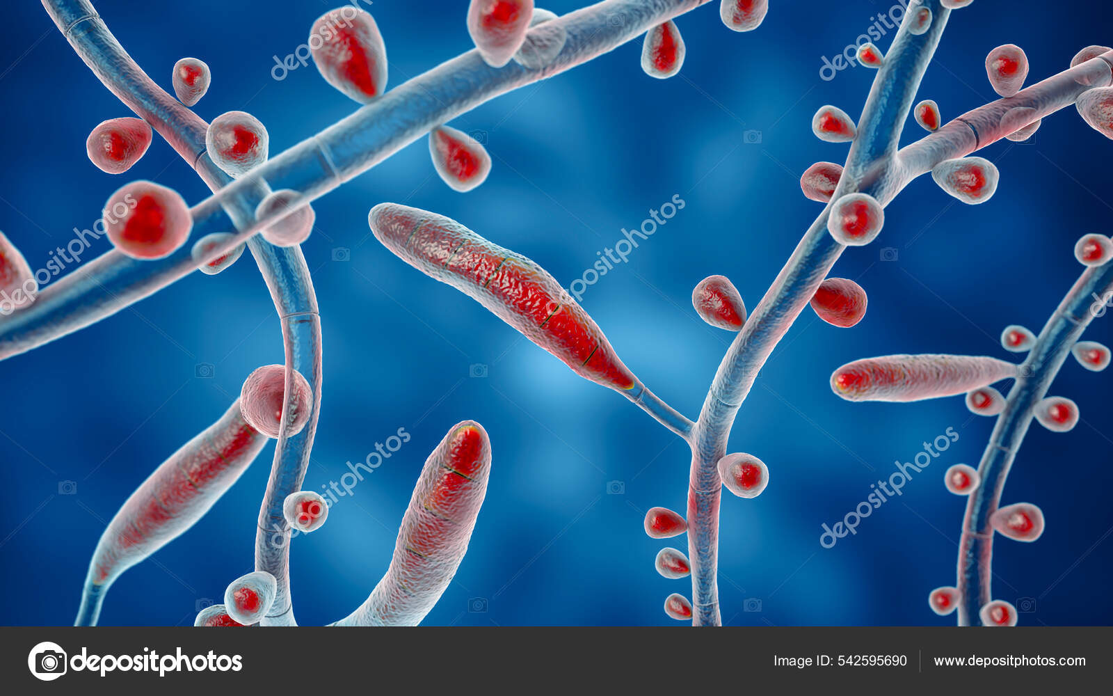Fungo Trichophyton Rubrum Ilustração Mostrando Macroconídios