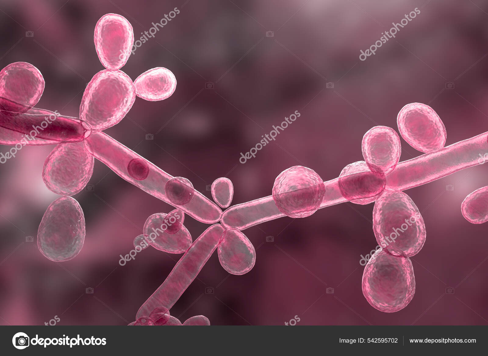 Candida Tropicalis Yeasts Microscopic Fungi Cause Infections