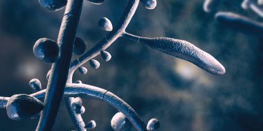 Mantar Trichophyton Rubrum, makrokonidia, mikro konidia ve septli hyphae 'yi gösteren 3 boyutlu illüstrasyon. Deri ve tırnaklara, özellikle ayaklarda (tinea pedis) dermatofizoziye ve onychomycosis 'e neden olur.