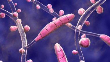 Mantar Trichophyton Rubrum, makrokonidia, mikro konidia ve septli hyphae 'yi gösteren 3 boyutlu illüstrasyon. Deri ve tırnaklara, özellikle ayaklarda (tinea pedis) dermatofizoziye ve onychomycosis 'e neden olur.