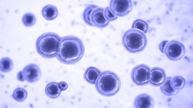 Blastomyces dermatidis mantarı, hastalığın nedensel faktörü blastomikozis akciğerleri etkileyen, deri, kemik, diğer organlar, üç boyutlu resimleme. Maya formu.