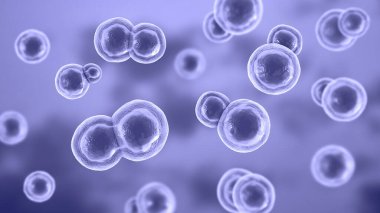 Blastomyces dermatidis mantarı, hastalığın nedensel faktörü blastomikozis akciğerleri etkileyen, deri, kemik, diğer organlar, üç boyutlu resimleme. Maya formu.