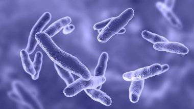 Bilophila wadsworthia bakterisi, 3 boyutlu illüstrasyon. Mide bağırsağının alt kısımlarında bulunan anaerobik safraya dirençli bakteri apandisit ve karaciğer apsesi olan hastalardan izole edilmiş.