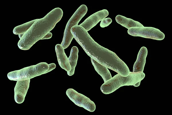 Batteri Bilophila Wadsworthia Illustrazione Batterio Resistente Alla Bile Anaerobica Trovato — Foto Stock