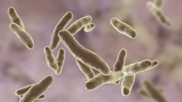 Bactérias Bilophila Wadsworthia Ilustração Bactéria Resistente Bile Anaeróbia Encontrada Partes — Fotografia de Stock