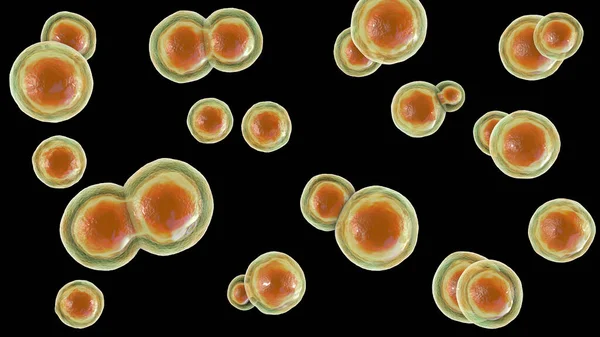Blastomyces Dermatidis Mantarı Hastalığın Nedensel Faktörü Blastomikozis Akciğerleri Etkileyen Deri — Stok fotoğraf