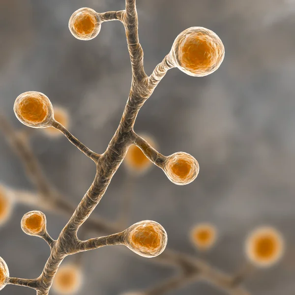 Blastomyces Dermatitidis Champignons Agent Causal Maladie Blastomycose Affectant Les Poumons — Photo